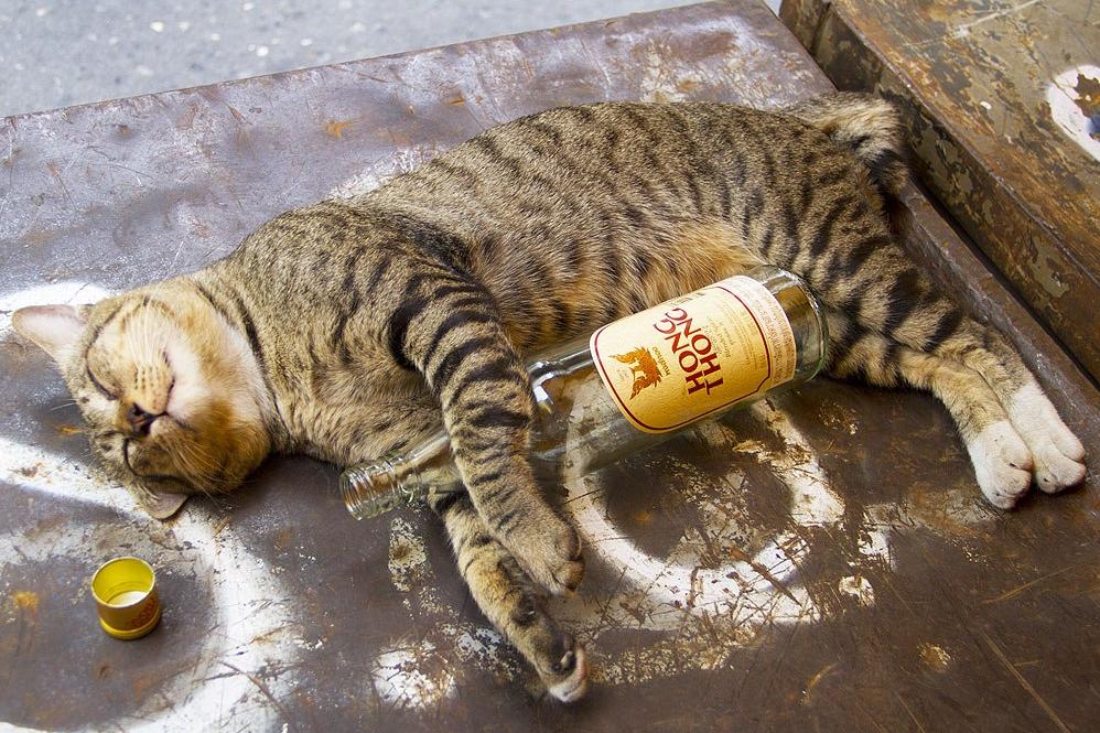 drunk-cat-1024
