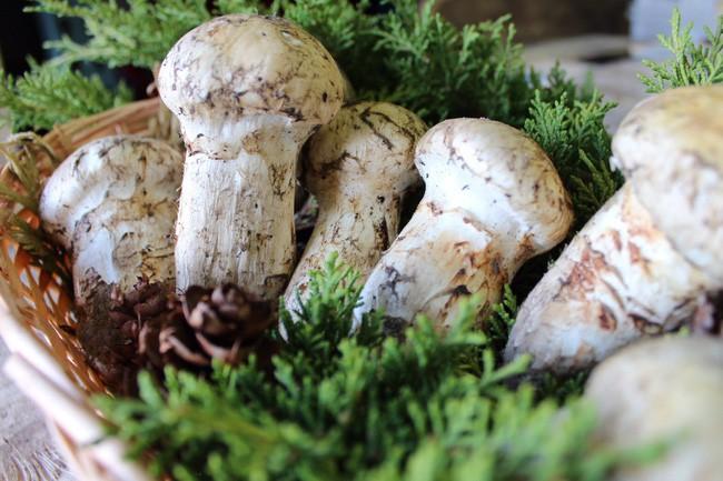 Vì sao nấm tùng nhung Matsutake lại quý him - Thảo Dược Bhutan