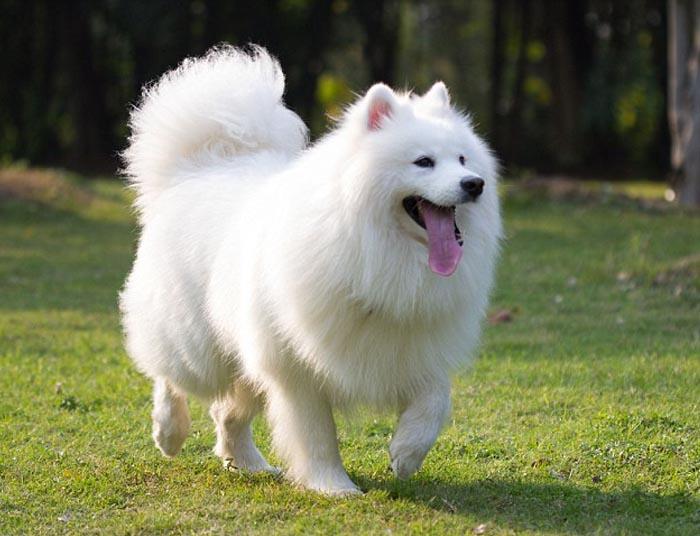 Kt quả hình ảnh cho chó samoyed