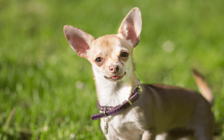 Chihuahua-1