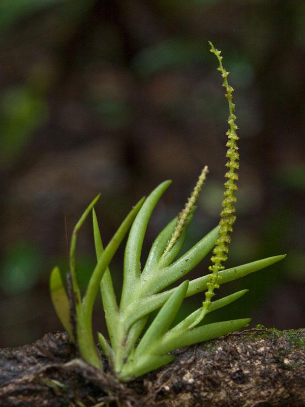 Oberonia-iridifolia