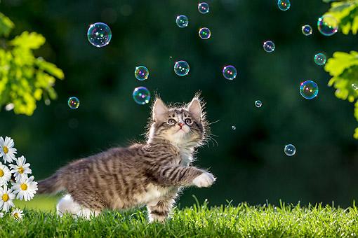 Tabby Kitten Playing In Bubbles Kimballstock