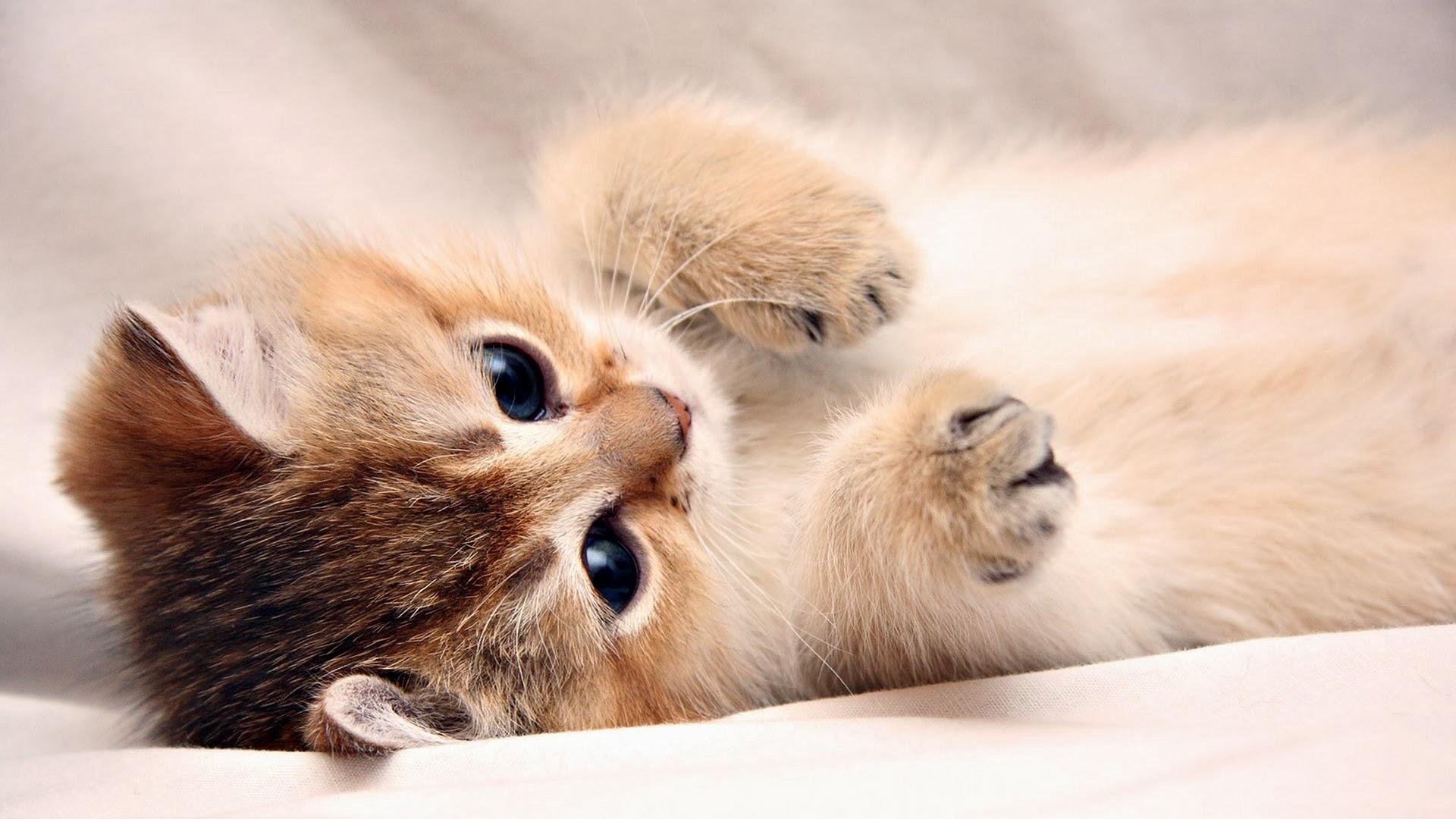 Tổng Hợp 50 Hình ảnh Mèo Con Dễ Thương Và Cute Nhất - Đề án 2020 