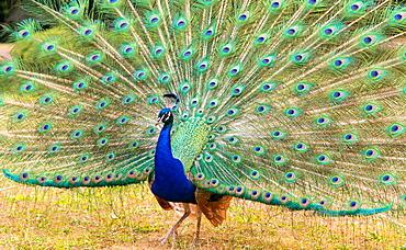 High Quality Stock Photos of peafowl