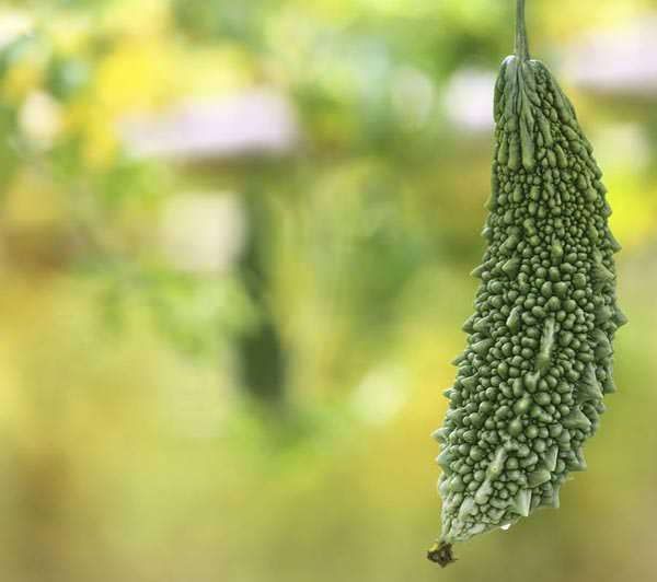 Green Momordica on vegetable garden