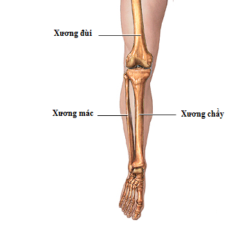 leg