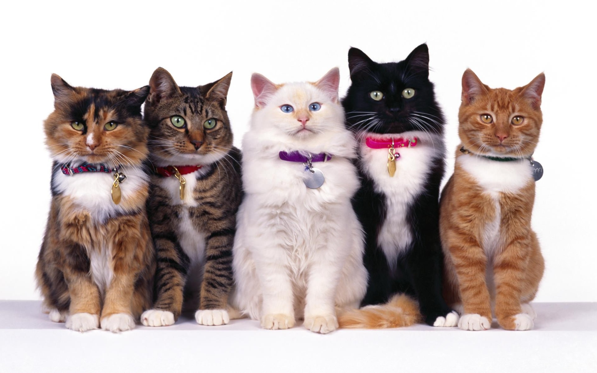 cats-wallpapers-67-group-of-cats-widescreen-picture