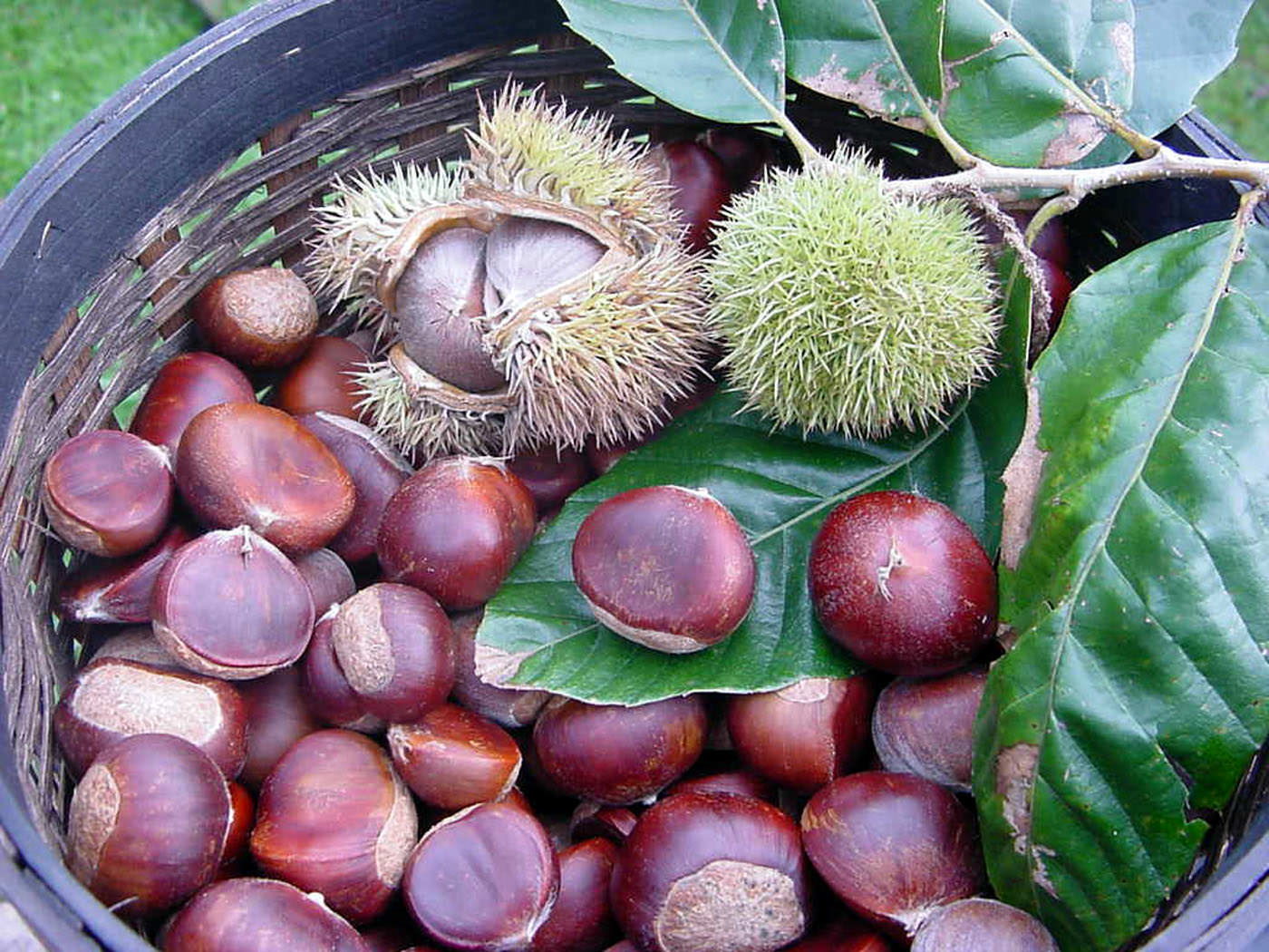The new chestnut named after Dr Dunstan is a cross between American and Chinese chestnuts and has been blight free for over 30 years