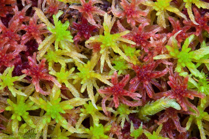 Sphagnum Moss - Cairngorms