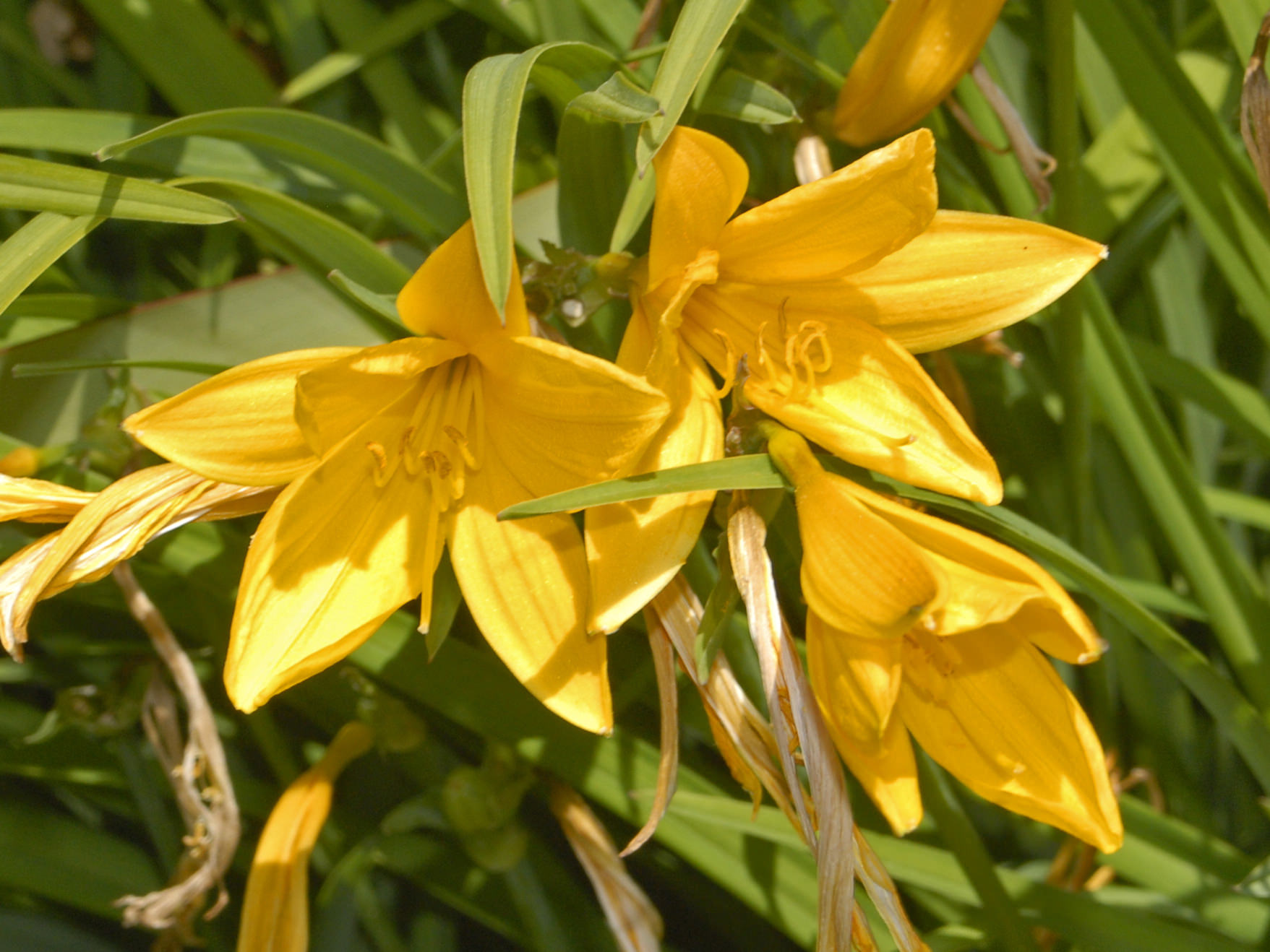 xanthorrhoeaceae_-_hemerocallis_citrina