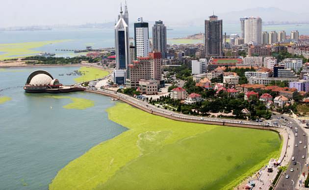 An outbreak of blue-green algae is seen on the coastline of Qingdao the host city for sailing events at the 2008 Olympic Games in eastern Chinas Shandong province Tuesday June 24 2008 The Qingdao government has organized 400 boats and 3000 people to help remove the algae after Olympic organizers ordered a cleanup Experts say the algae is a result of climate change and recent heavy rains in southern China according to the Xinhua news agency AP PhotoEyePress CHINA OUT webalgae