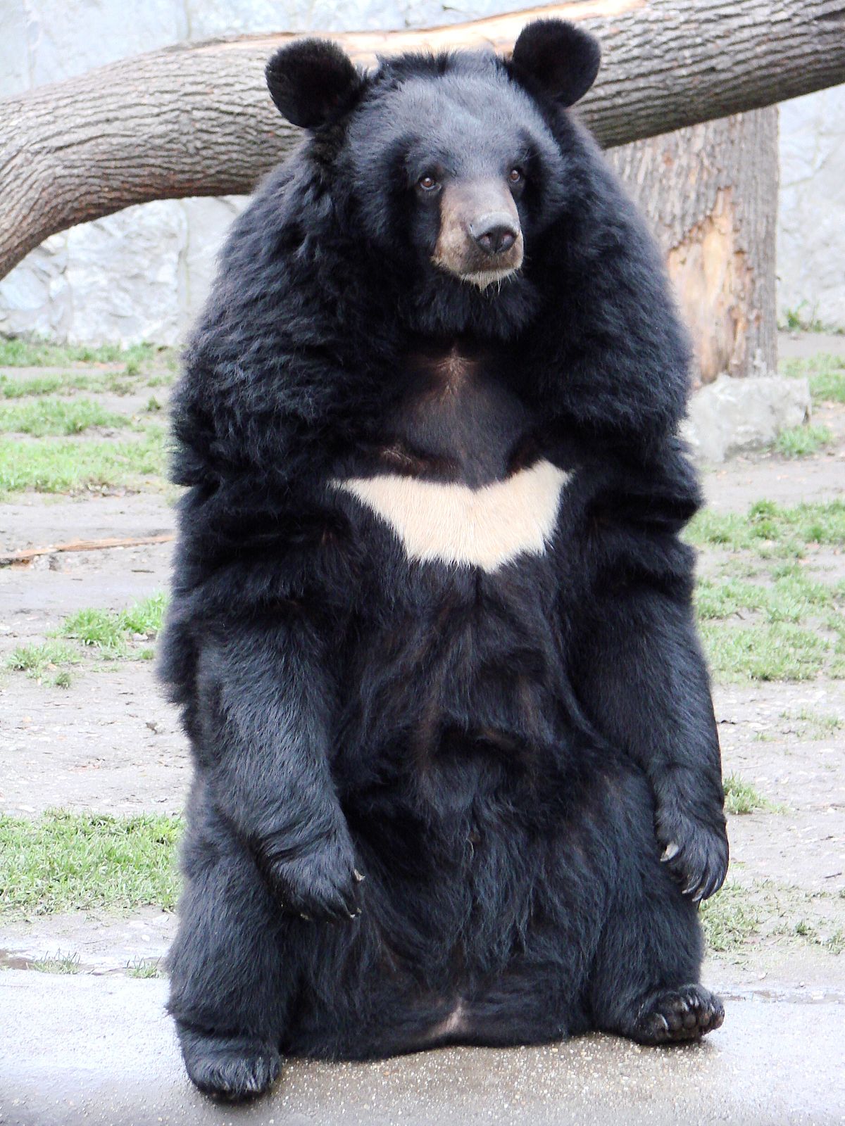 Image result for gấu ngựa