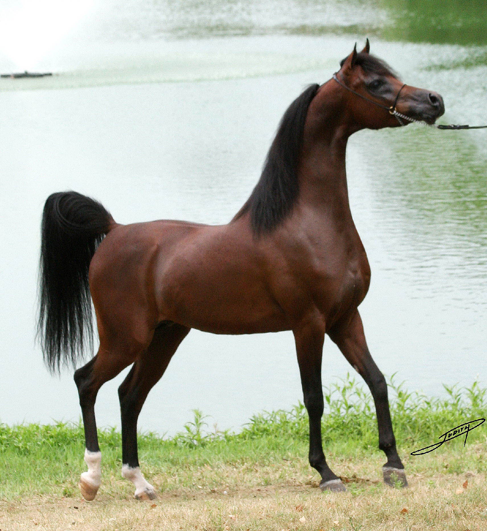 ngựa arabia 2