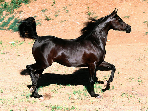ngựa arabia