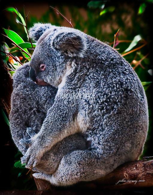 Koala-Bear-Hug
