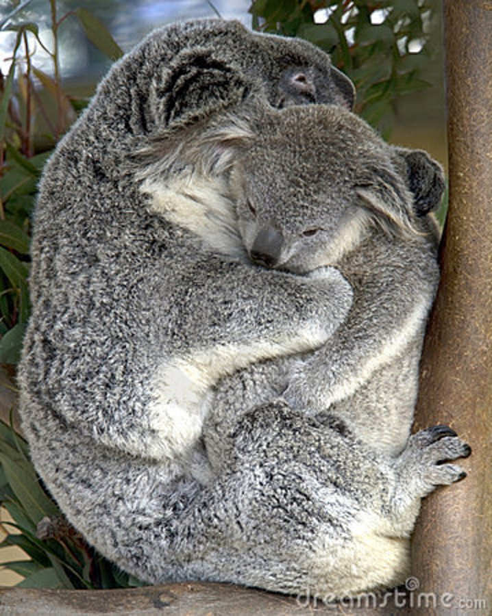 koala-hug 1