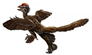 090930_anchiornis