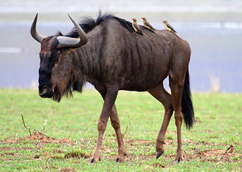 Гну сканворд. Копытные животные с хвостом. Рогатое животное похожее на быка. Парнокопытное вид буйвола. Парнокопытные животные с длинными волосами.