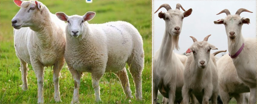 sheep-goats4