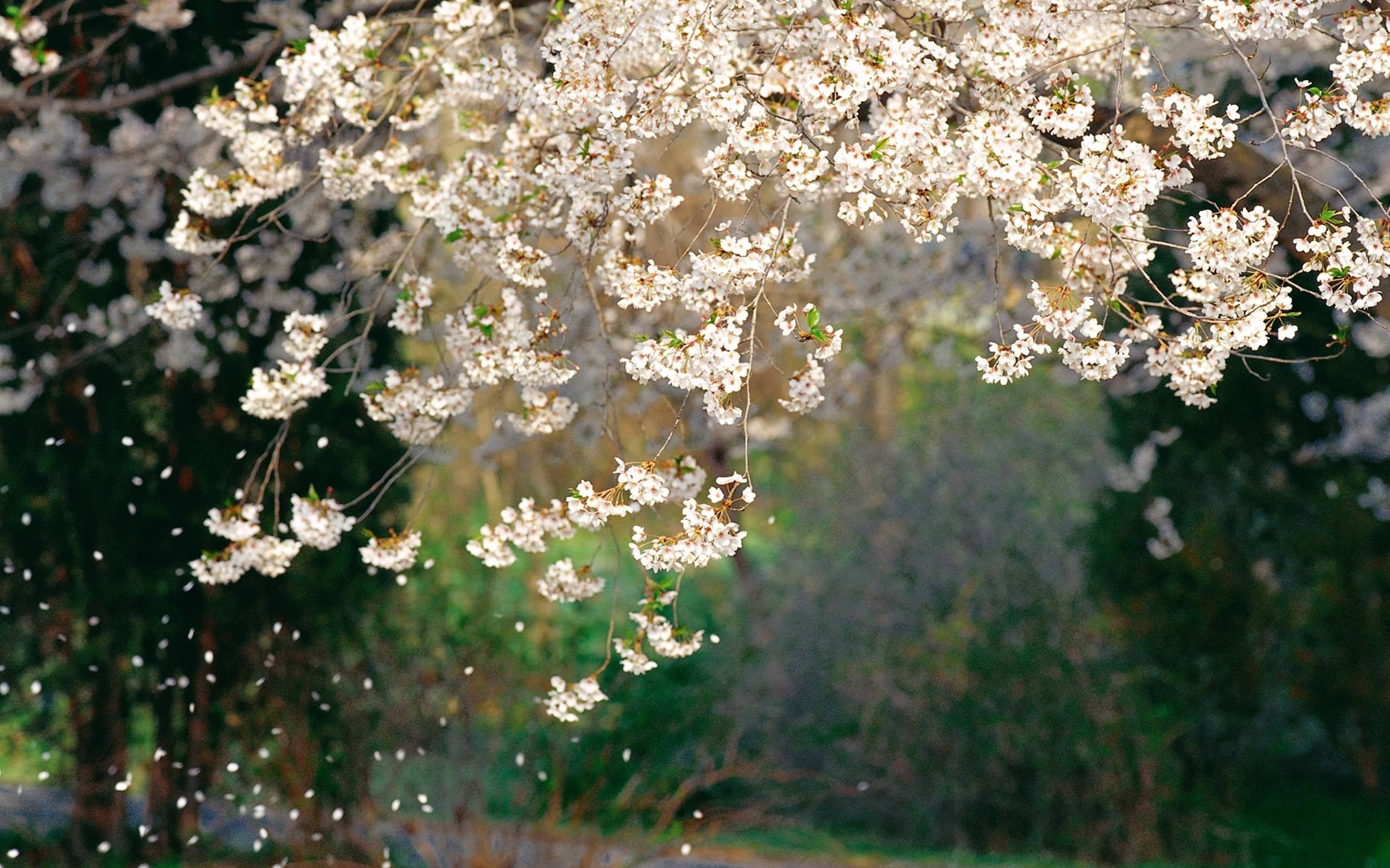 Весной кружится голова. Вишневый сад в цвету. Весенний сад. Весенний дождь и цветущие деревья.