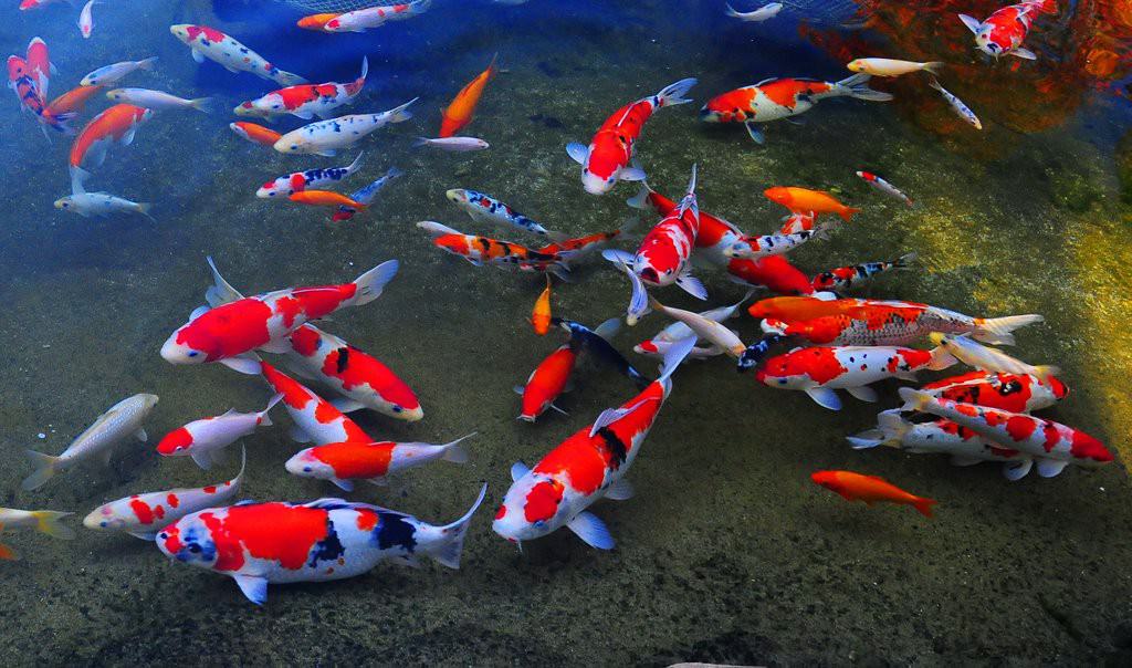 cost-reduced-on-most-expensive-japanese-koi-fish-online-2-1510808989314