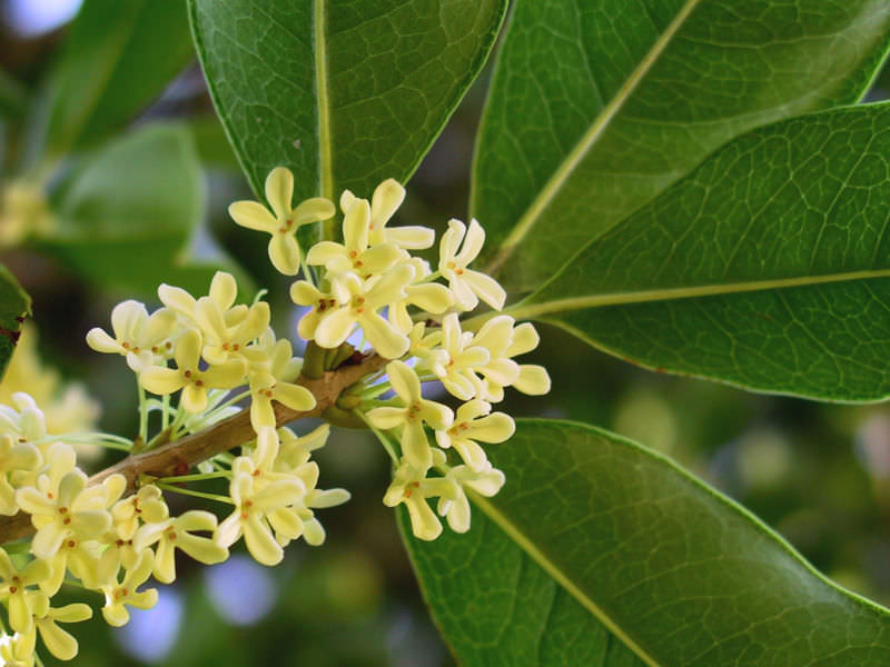 800px-Osmanthus_fragrans