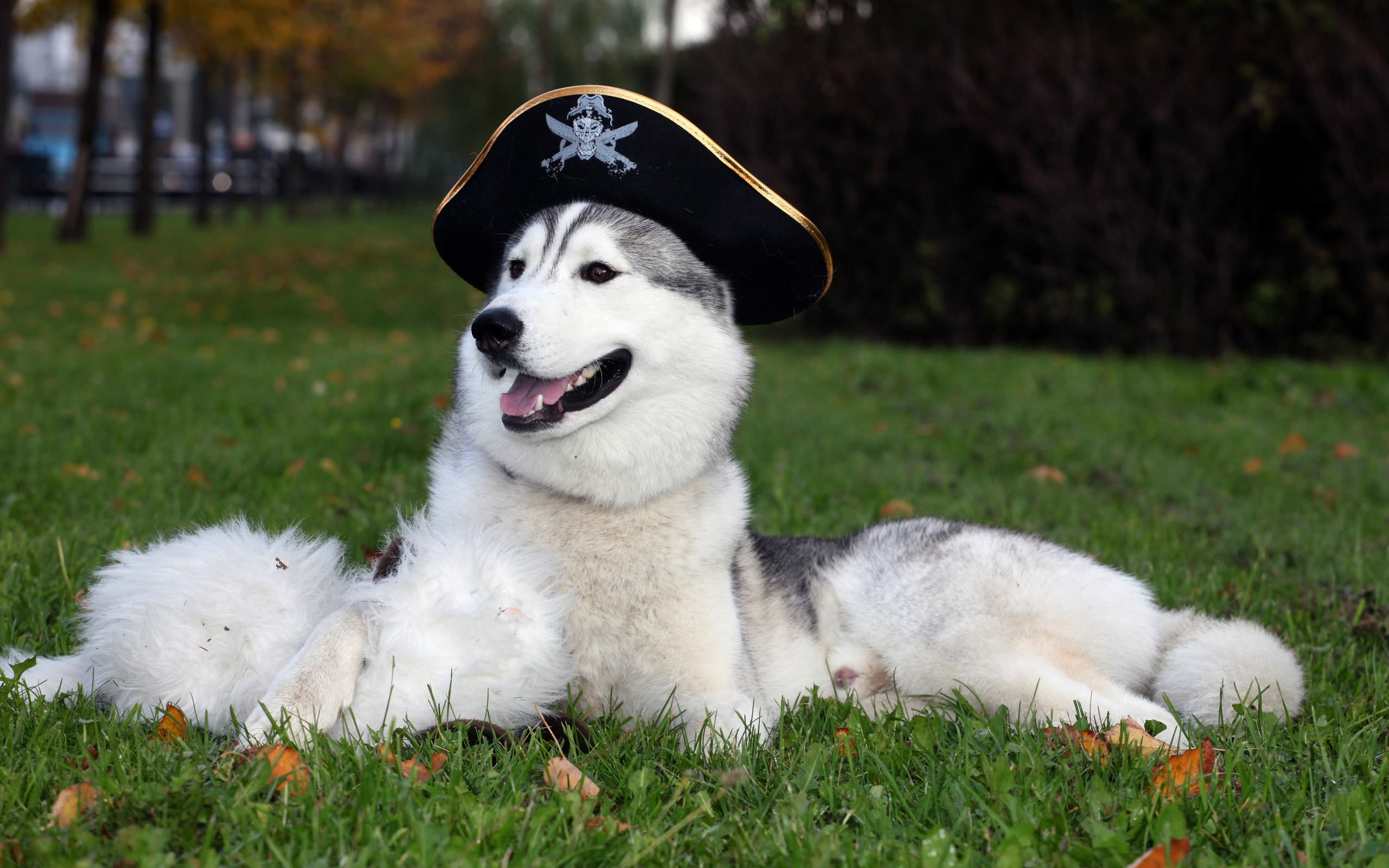 husky-pirate