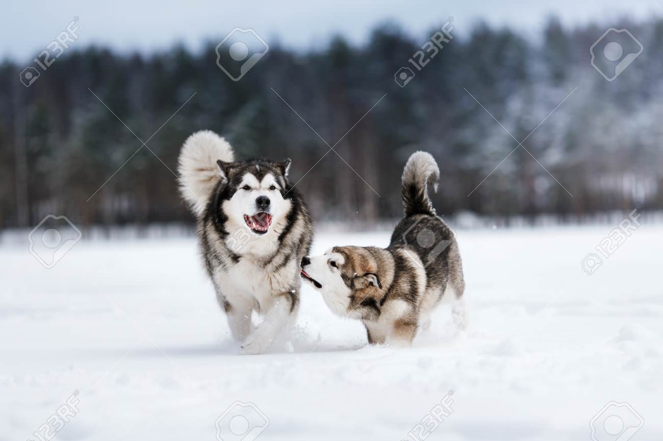 two dogs breed Alaskan Malamute walking in winter forest