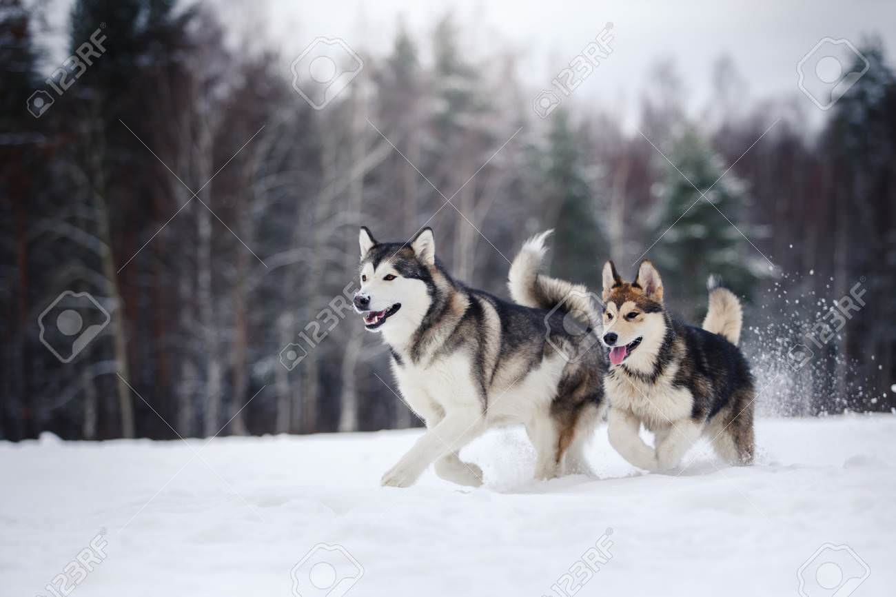 two dogs breed Alaskan Malamute walking in winter forest