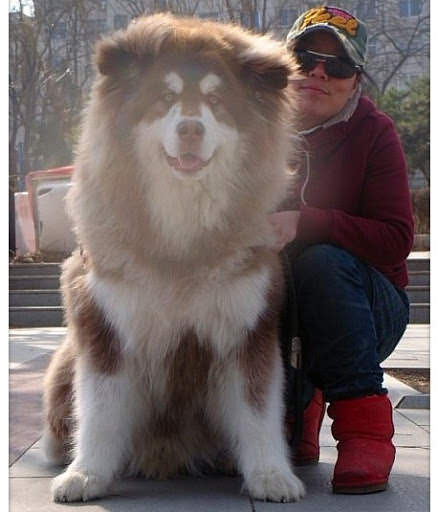 chó-alaska-giant-các-loại-chó-alaska-3