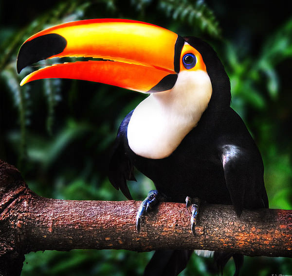 chim-toucan2