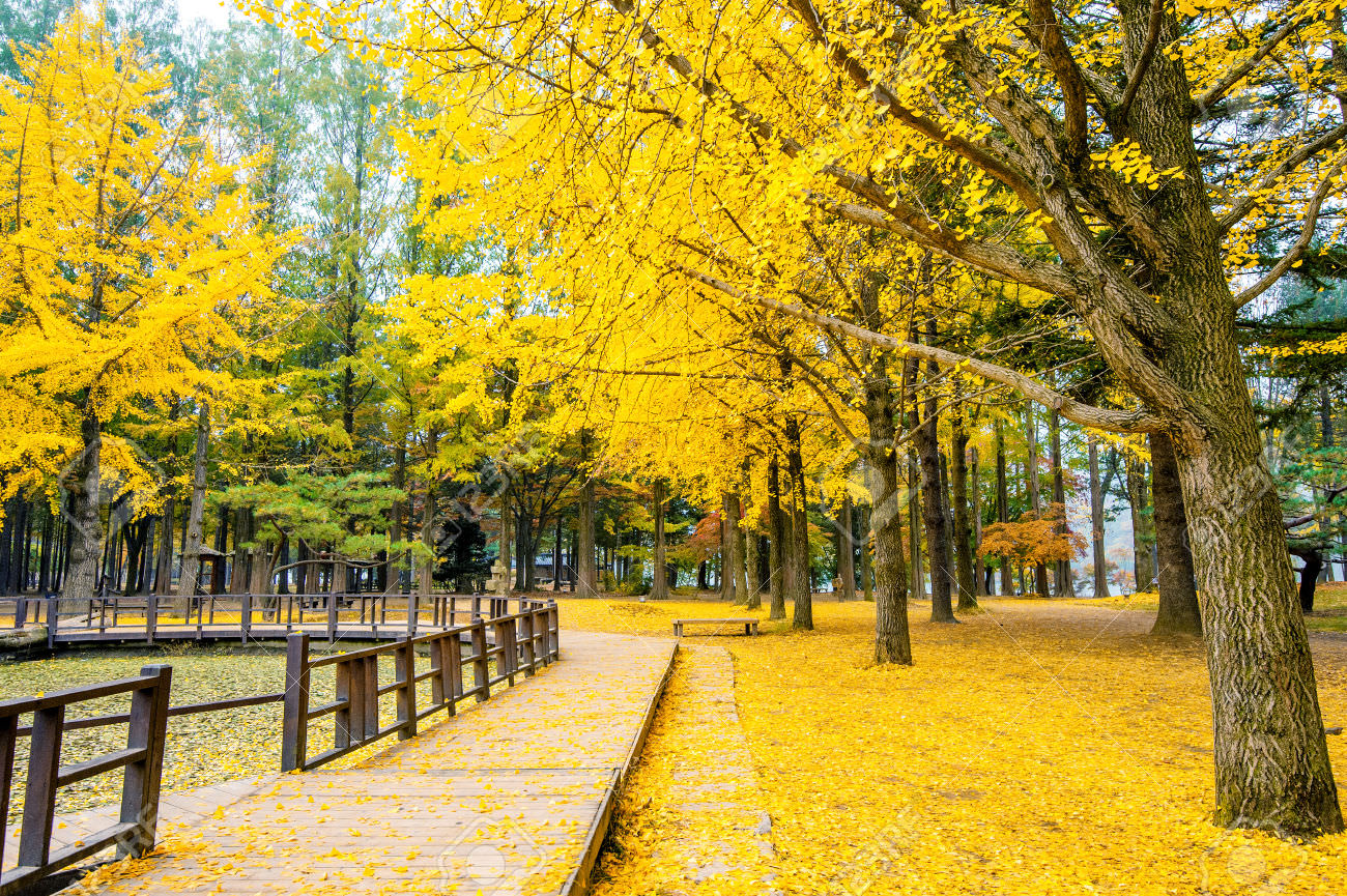 Autumn with ginkgo tree in Nami Island Korea