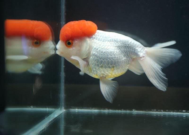  bản gốc là cá vàng đầu ngỗng đỏ ở Việt Nam gọi là Hạc Đỉnh Hồng Red Cap Oranda Goldfish - Carassius auratus có nguồn gốc Trung Quốc là một giống cá cảnh dễ nuôi và phổ bin hiện nay nhưng năm mười năm trở về trước loại cá tàu ba đuô