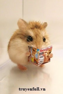 Mạt Thế Hamster Giàu Chảy Mỡ